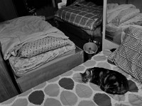 A cat takes a nap atop one of the forty beds at the House of Hope homeless shelter on Mount Pleasant Street in New Bedford.