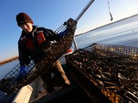 Matt Loo selects which oysters are ready to be cultivated from his 1acre oyster farm at Jack's Cove off of West Island in Fairhaven, MA.