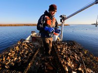 Matt Loo selects which oysters are ready to be cultivated from his 1acre oyster farm at Jack's Cove off of West Island in Fairhaven, MA.