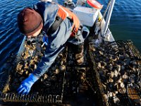 Matt Loo selects which oysters are ready to be cultivated from his 1acre oyster farm at Jack's Cove off of West Island in Fairhaven, MA.  Each trap has over 800 oysters.