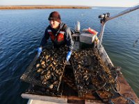 Matt Loo selects which oysters are ready to be cultivated from his 1acre oyster farm at Jack's Cove off of West Island in Fairhaven, MA.