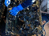 Matt Loo selects which oysters are ready to be cultivated from his 1acre oyster farm at Jack's Cove off of West Island in Fairhaven, MA.