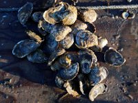 Todays selection of 35 oysters which Matt Loo harvested from his 1acre oyster farm at Jack's Cove off of West Island in Fairhaven, MA. PETER PEREIRA/THE STANDARD-TIMES/SCMG