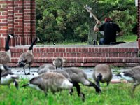 Tony Sales plays his bass guitar, while Canadian geese at Buttonwood Park in New Bedford look on.  PHOTO PETER PEREIRA
