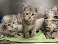 Three little kittens are some of the cats available for adoption at the Humane Society & Shelter SouthCoast on Ventura Drive in Dartmouth.  PHOTO PETER PEREIRA