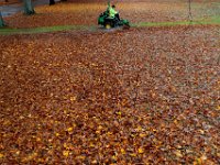 Ricardo Costa of New Bedord DPI, uses a riding lawnmower to 'chew-up' the colorful leaves which have fallen across Buttonwood Park in New Bedford.  PHOTO PETER PEREIRA