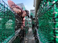 Nick Krones uses zip ties to prepare the newly bought crab pods, before placing them aboard the McKinley crab boat heading out to sea later in the afternoon from New Bedford harbor.  PHOTO PETER PEREIRA
