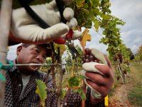 Pedro Garcia picks pinot gris grapes as the harvest season begins at the Westport Rivers Vineyard & Winery in Westport.  PHOTO PETER PEREIRA