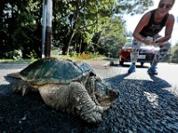 McKenzie Rodrigues stops her car as she notices a snapping turtle that was crossing Route 6 in Mattapoisett before calling the police for assistance.  PHOTO PETER PEREIRA]