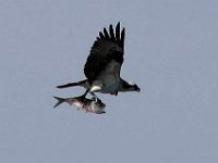 An osprey flies away with a freshly caught fish it pulled from Mattapoisett harbor.  PHOTO PETER PEREIRA