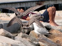 A man lying on the rocks at the beach in the south end of New Bedford, has some feathered friends.  PHOTO PETER PEREIRA