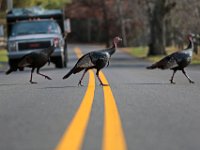 A man driving a truck waits, as three wild turkeys strut their stuff across Rock O'Dundee Road in Dartmouth.  PHOTO PETER PEREIRA