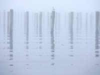 The piles at a marina in Fairhaven are enveloped in a thick fog, blurring the line between water and sky.