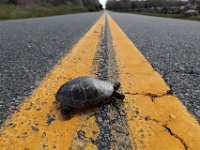 A small turtle hobbles across Little River Road in Dartmouth.
