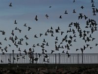 A woman tries to capture the flock of birds swirling around her with her smartphone, as she makes her way atop the Covewalk in the south end of New Bedford.