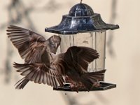 Two small birds fight for seeds at a bird feeder installed at Wings Court in downtown New Bedford.  PETER PEREIRA/The Standard-Times
