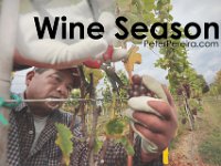 Pedro Garcia picks pinot gris grapes as the harverst season begins at the Westport Rivers Vineyard & Winery in Westport.  [ PETER PEREIRA/THE STANDARD-TIMES/SCMG ]