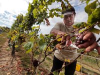 Santos Aj picks pinot gris grapes as the harvest season begins at the Westport Rivers Vineyard & Winery in Westport.  [ PETER PEREIRA/THE STANDARD-TIMES/SCMG ]