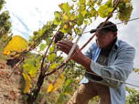 Wilber Albarado picks pinot gris grapes from the vines at the Westport Rivers Vineyard & Winery in Westport as the harvesting season gets underway.  [ PETER PEREIRA/THE STANDARD-TIMES/SCMG ]