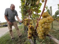 Winemaker, Marco Montez, tastes some the chardonnay grapes in preparation for picking at the Westport Rivers Vineyard & Winery in Westport.  [ PETER PEREIRA/THE STANDARD-TIMES/SCMG ]