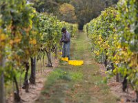 A worker picks grapes from the vines as the harvest season begins at the Westport Rivers Vineyard & Winery in Westport.  [ PETER PEREIRA/THE STANDARD-TIMES/SCMG ]