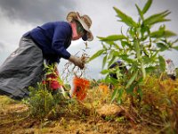 Workers remove the weeds from a cranberry bog in Wareham as preparations begin for the growing season.   PETER PEREIRA/THE STANDARD-TIMES/SCMG