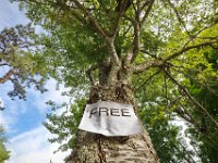 A tree is proclaimed as 'free' in Mattapoisett, MA.   PETER PEREIRA/THE STANDARD-TIMES/SCMG