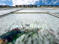 George Lawrence is seen hanging a Lantana from the rafters of the greenhouse at Lawrence Greenhouses in New Bedford, as seen through the windows of the greenhouse which are painted with a white latex chalk to protect the flowers from direct sunlight.  The Lawerence Greenhouses have been in the family for over sixty years and this year marks the fortieth year Mr. Lawrence has owned the Greenhouses which grow all of the flowers they sell.   PETER PEREIRA/THE STANDARD-TIMES/SCMG