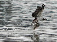 An osprey grabs a fish from the water in Westport   PETER PEREIRA/THE STANDARD-TIMES/SCMG