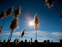 The sun rises behind phragmites, as a woman and a young girl walk atop the hurricane barrier at Fort Phoenix in Fairhaven.   PETER PEREIRA/THE STANDARD-TIMES/SCMG