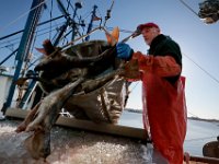 Andy Vangel unloads a basket of cod onto the cleaning vat as he and the crew of the fishing boat United States unload their catch at Bergie's Seafood in New Bedford.   PETER PEREIRA/THE STANDARD-TIMES/SCMG