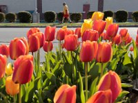 A man's clothing matches the tulips growing in front of Cinderellas Kitchen restaurant on Ashley Boulevard in the north end of New Bedford.   PETER PEREIRA/THE STANDARD-TIMES/SCMG