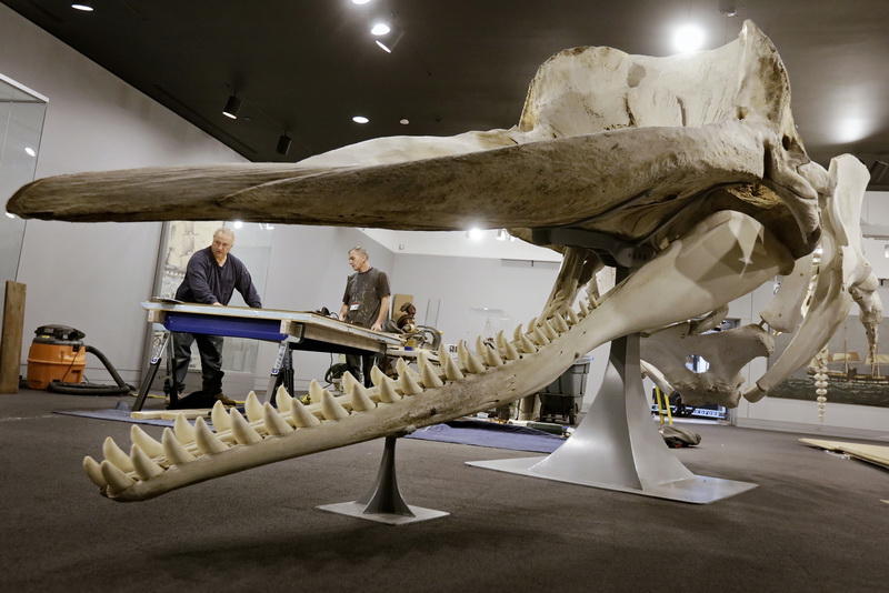 Carpenters James Frost and Rob Thibeault, construct new cabinets as seen through the jaws of a sperm whale skeleton inside a new exhibit at the Whaling Museum in New Bedford, MA. PHOTO PETER PEREIRA