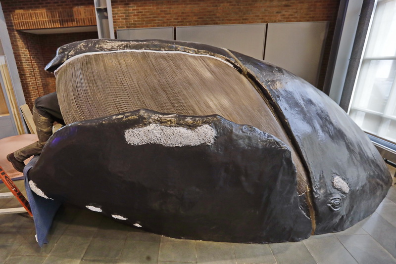 Cameron Murell is seemingly being swallowed by a right whale, as he and his 42 Design Fab team install a new life-size head of a breaching right whale they fabricated, on the main display floor of the Whaling Museum in New Bedford, MA.  PHOTO PETER PEREIRA