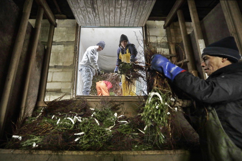 Roseland Nursery workers unload over twenty nine thousand bare root rose bushes, from a truck that drove cross country to the garden center in Acushnet, MA.  The rose roots will be trimmed then planted before being sold to over 400  different distributors across New England when they bloom in June.  PHOTO PETER PEREIRA