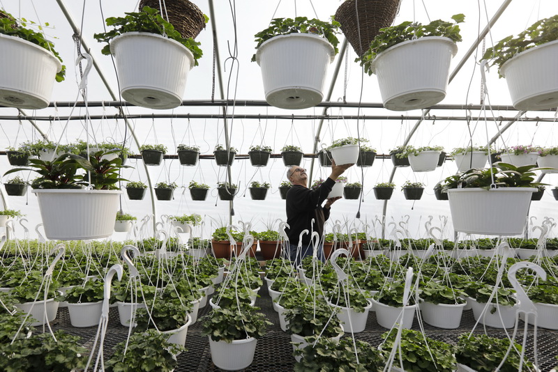 Saba Nessralla moves bacopa flowers from one greenhouse to another at Nessralla's Farm & Greenhouses in Wareham, MA as new flowers continously arrive in preparation for the spring season. PHOTO PETER PEREIRA