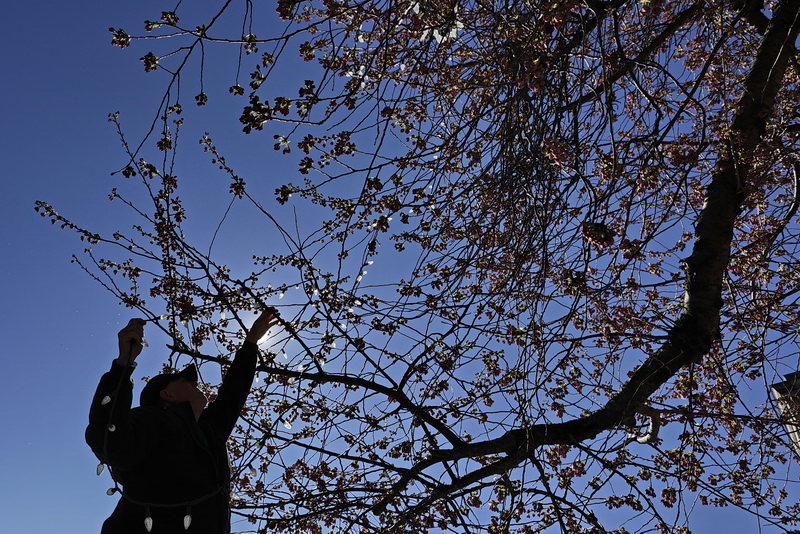 Moses Figueroa removes the lights from the cherry tree in front of New Bedford City Hall in preparation for the tree to bloom in the next coming weeks.   PHOTO PETER PEREIRA