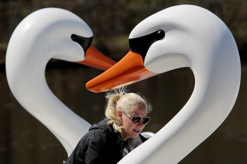 Cynthia Days is surrounded by extra large swans as she prepares the swan paddle boats at Buttonwood Park in New Bedford, MA which are finally open to the public after a month of rainy weather.  PHOTO PETER PEREIRA