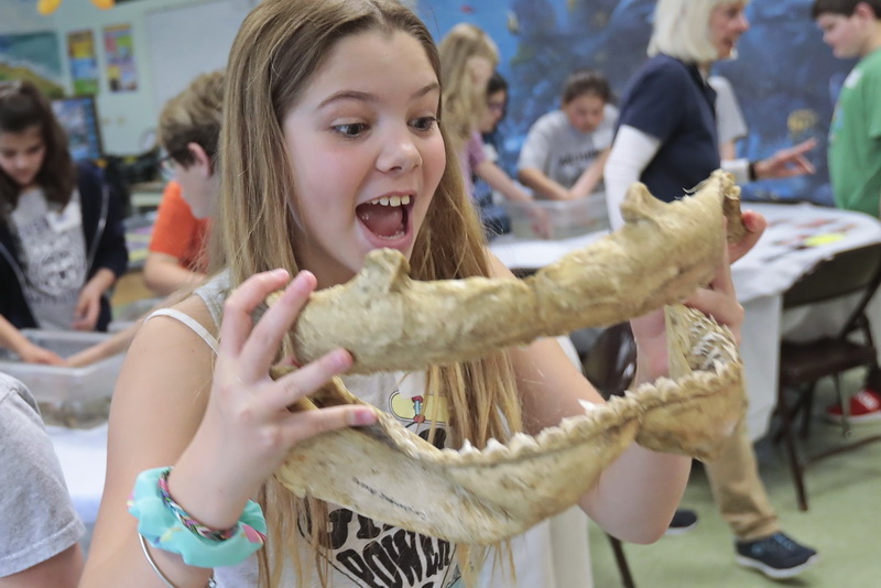 Acushnet Elementary school fourth grader, Sarah Cabral, 10, compares her jaw with that of a bull shark which was brought to Sea Lab by Mystic Aquarium instructors during their weekly visit Sea Lab in the south end of New Bedford.   PHOTO PETER PEREIRA