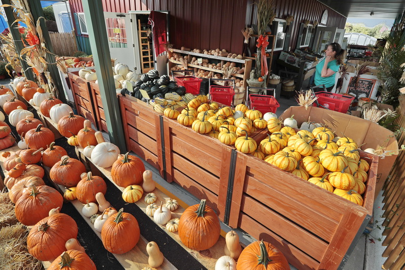 A woman is seen browsing through the various items available at the newly opened farm stand at Nessralla Farms on Route 6 in Wareham, MA.  PHOTO PETER PEREIRA