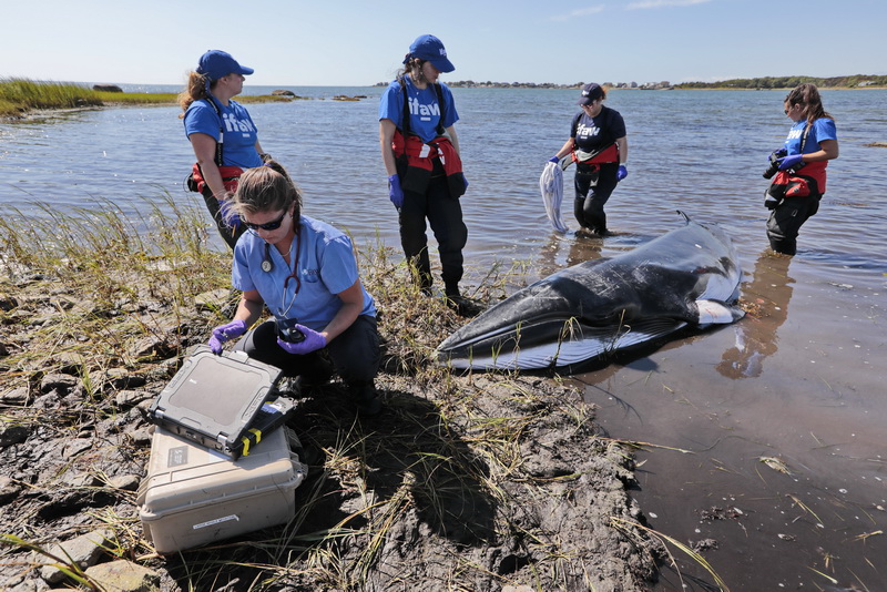 Dr. Sarah Sharp, closes her laptop after determining that the minke whale which beached on West Island in Fairhaven, MA had died.  After performing bloodwork, the whale was determined to be extremely sick and subsequently euthanized.  PHOTO PETER PEREIRA