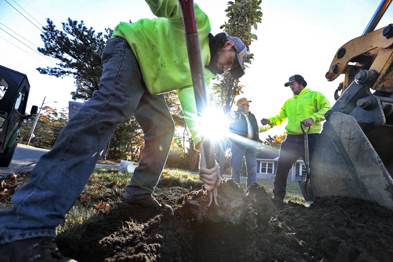 Mattapoisett Highway Department's Matt Duff, left, and Christian Nadeau, right, plant a new tree on Church Street in Mattapoisett under the guidance of tree warden Roland Cote, center as part of 15 new trees being planted throughout Mattapoisett, MA. 