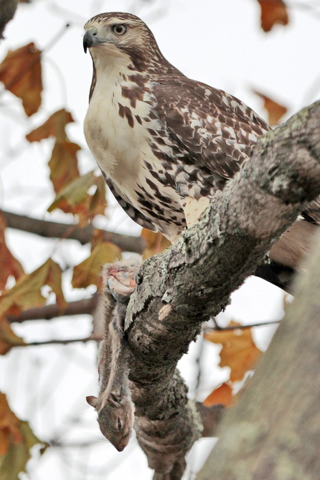 A red-tailed hawk stands over his prey, a squirrel he hunted in the morning in the west end of New Bedford, MA.