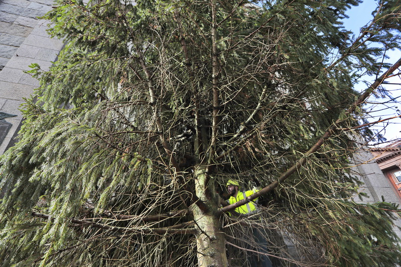 Tyler Washburn of New Bedford DPI, finds himself surrounded by a giant tree, as he helps maneuver the new Christmas Tree into place, in front of the downtown New Bedford Public Library. 