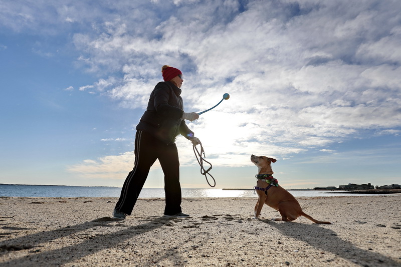 Cinnamon waits for Gwen Fletcher to use a launcher to cast the ball for her to fetch, during a morning walk on East Beach in the south end of New Bedford, MA.   PHOTO PETER PEREIRA