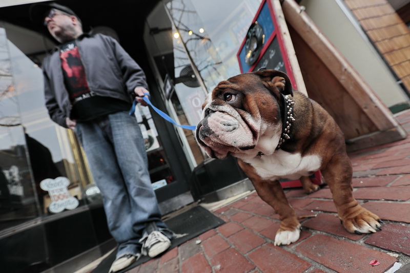 Roger Chouinard and his English bulldog Hamilton, leave the Purchase Street Records store on Puchase in downtown New Bedford, MA. PHOTO PETER PEREIRA