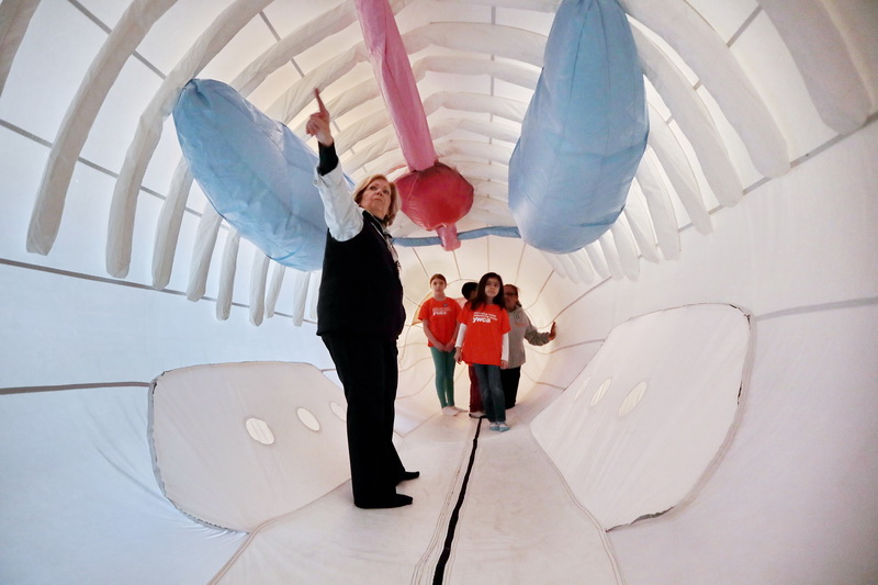 Whaling Museum docent, Kathy Veiga points towards the back of the inflatable humpback whale that she is touring with YWCA students and their group leader, Nanette Ramos.  Above them the ribs are visible along with blue bags representing the lungs, the red bag the heart, and the pink tube the digestive tract of the anatomically correct inflatable humpback whale which the Whaling Museum will have operational during school vacation week from ten to noon Monday through Friday.   PHOTO PETER PEREIRA