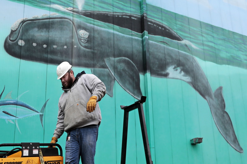 A right whale keeps its eye on Ethan Harding as he rigs equipment to be hauled to the roof of the East Fisheries building in New Bedford, where roofers are making repairs.  PHOTO PETER PEREIRA