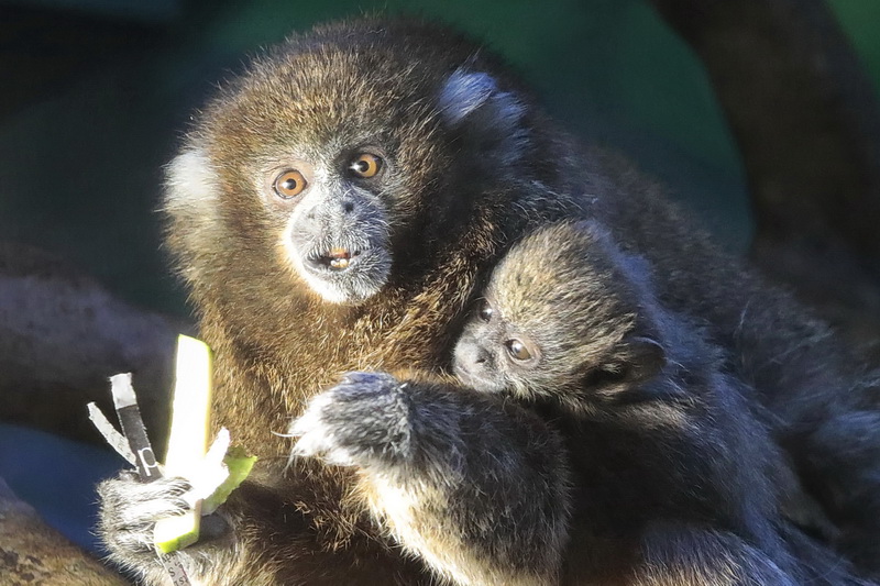 The newborn Bolivian gray titi monkey hitches a ride on his fathers back, as they enjoy a treat inside of the Rainforest, Rivers & Reefs exhibit at Buttonwood Park Zoo in New Bedford, MA.  PHOTO PETER PEREIRA