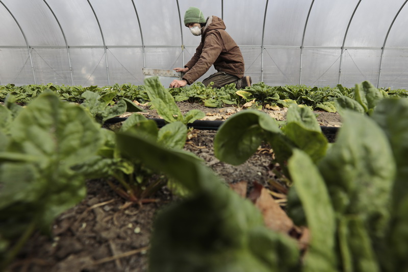 Jordan Root, wears a mask to pick spinach inside a greenhouse, before its washed and packaged at the Skinny Dip Farm in Little Compton, RI.  PHOTO PETER PEREIRA